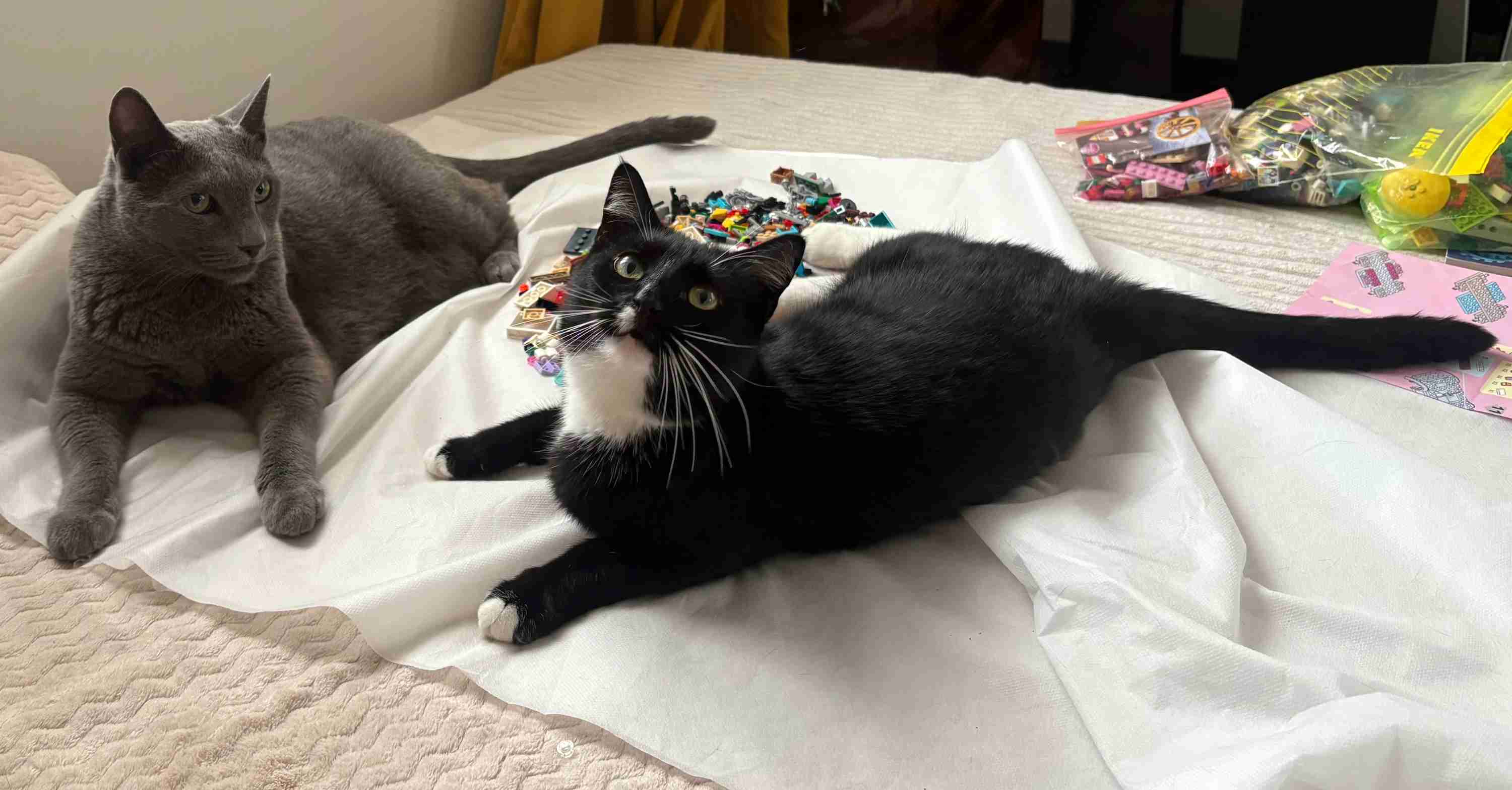 Miska a Maxim - Science of Cats