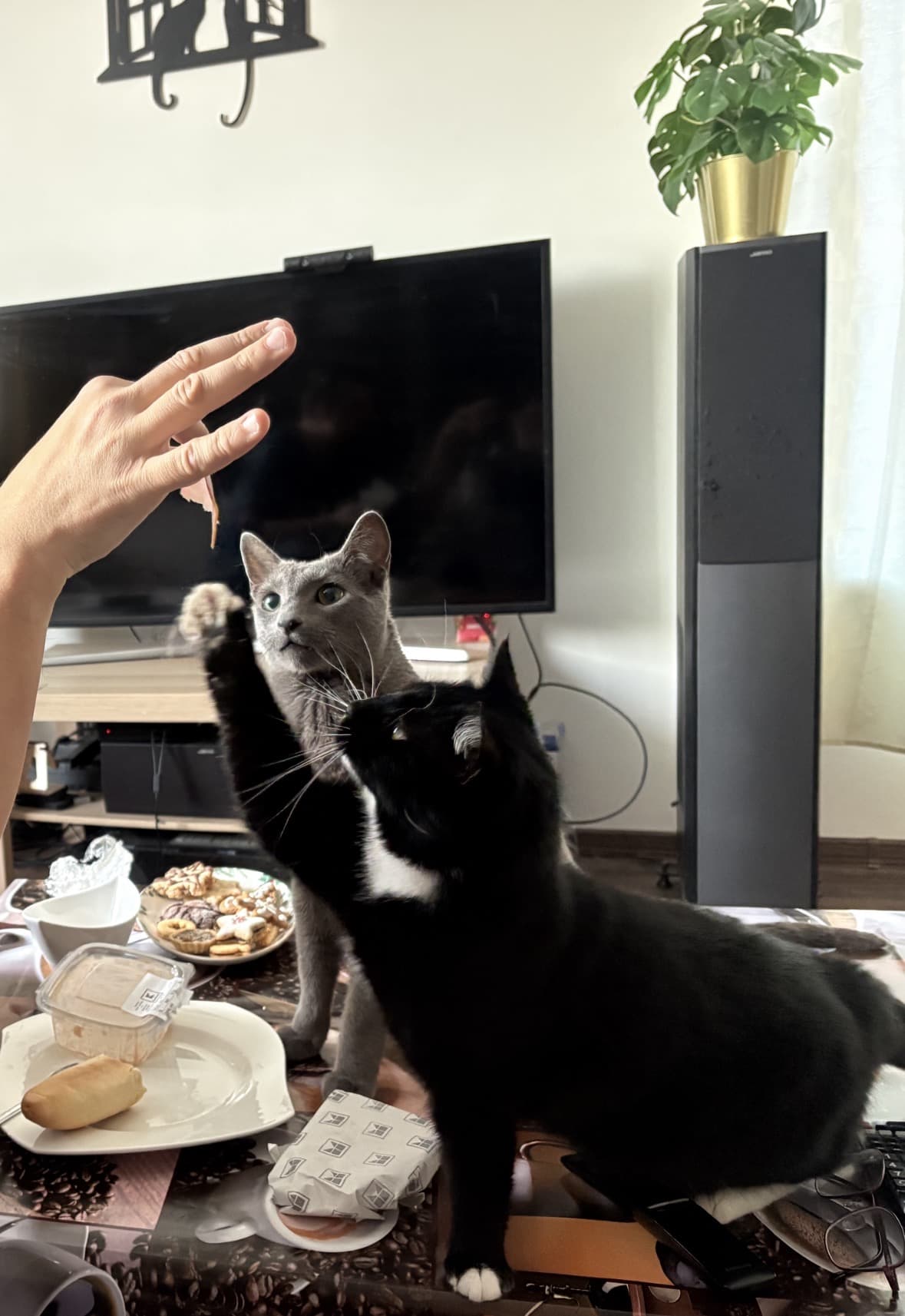 Miska a Maxim sa hraju